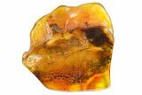 Detailed Fossil Liverwort (Bryophyta) In Baltic Amber #139023-2